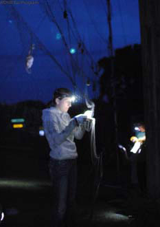 image of person removing bat from a net