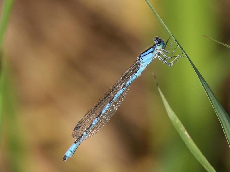 Photo of River Bluet