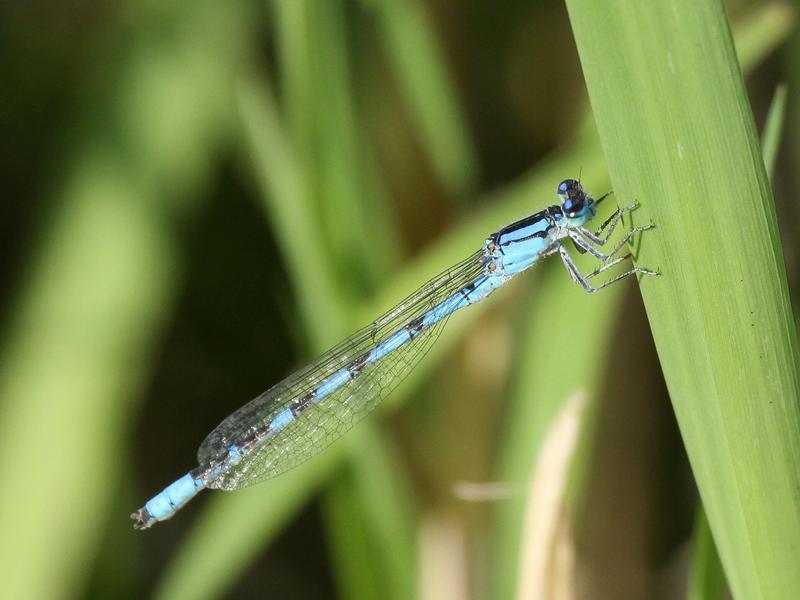 Photo of River Bluet