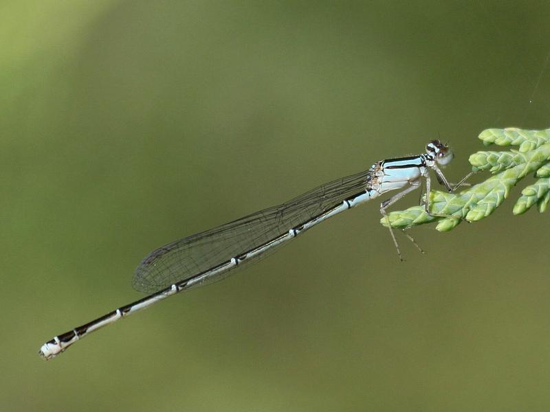 Photo of Orange Bluet