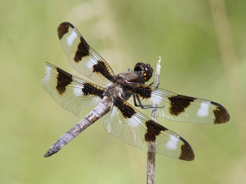 Photo of Twelve-spotted Skimmer