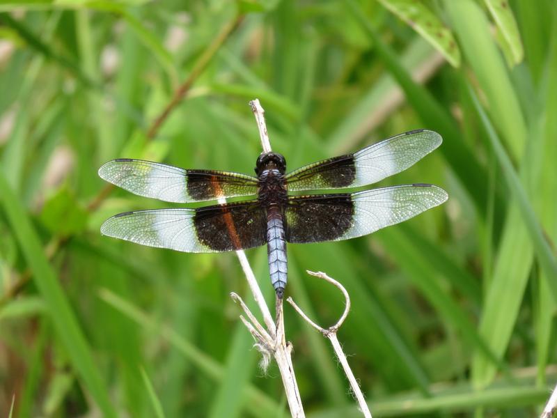Photo of Widow Skimmer