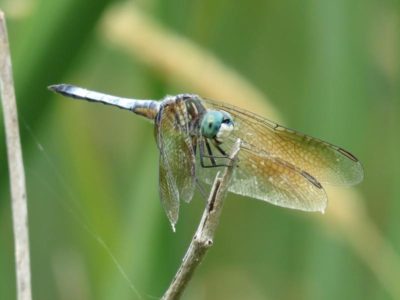 Photo of Blue Dasher