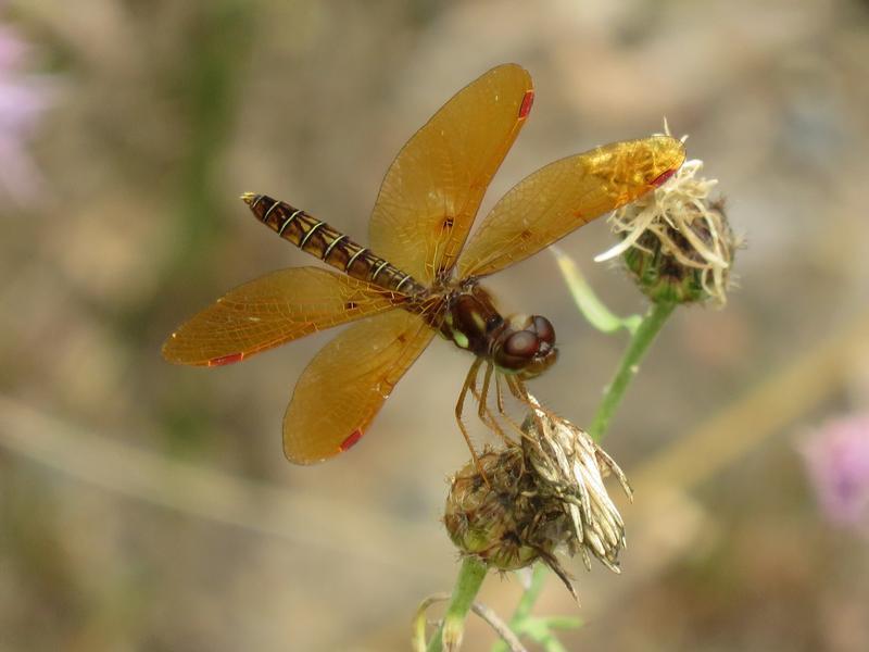 Photo of Eastern Amberwing