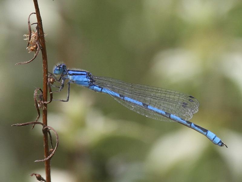 Photo of Familiar Bluet