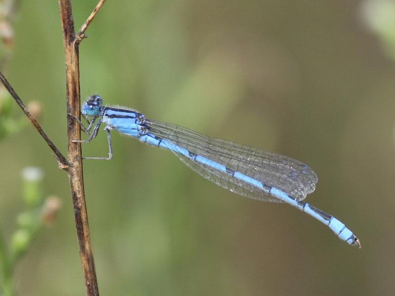 Photo of Familiar Bluet