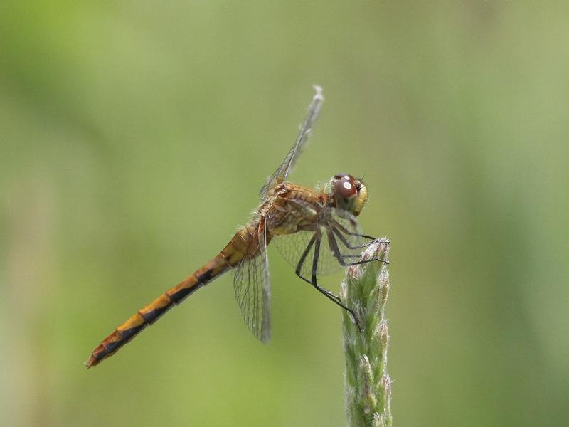 Photo of White-faced Meadowhawk
