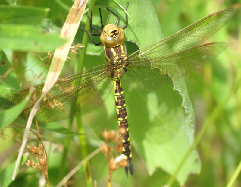 Photo of Lance-tipped Darner