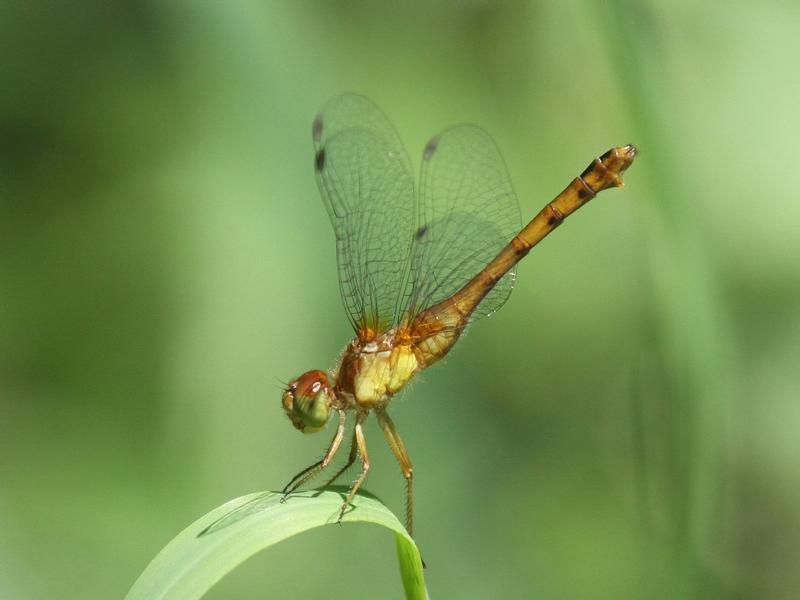 Photo of Autumn Meadowhawk