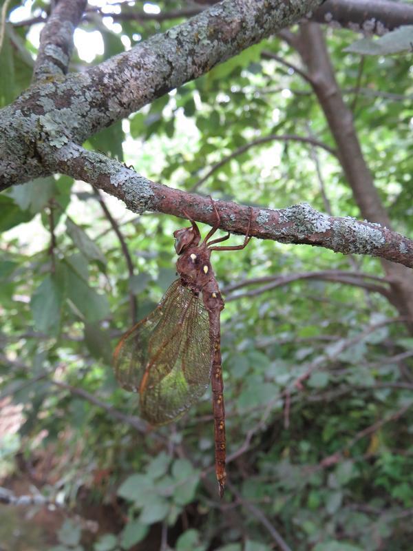 Photo of Fawn Darner