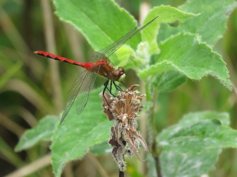 Photo of White-faced Meadowhawk