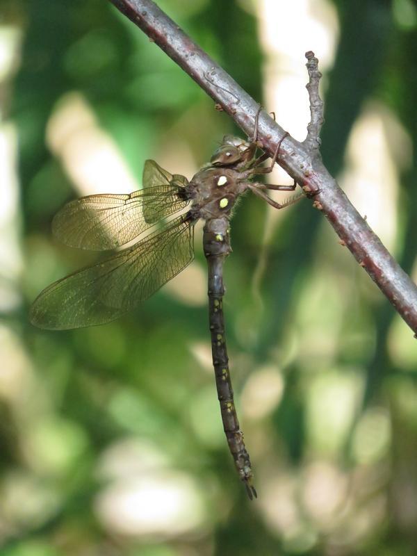 Photo of Fawn Darner