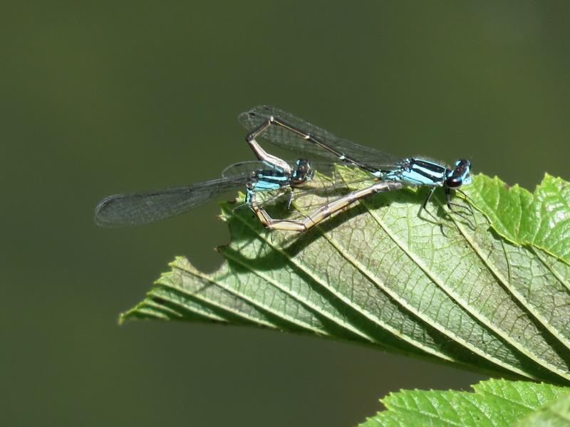Photo of Skimming Bluet