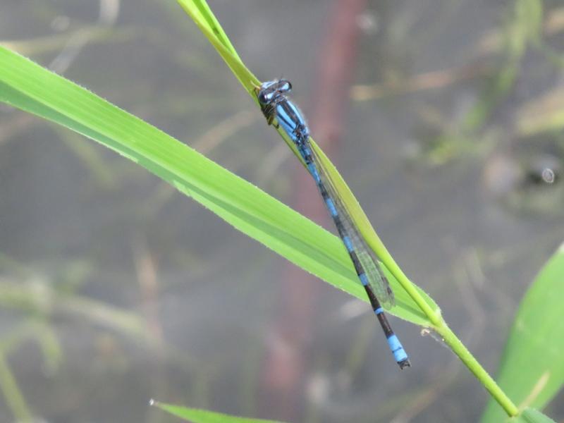 Photo of Tule Bluet