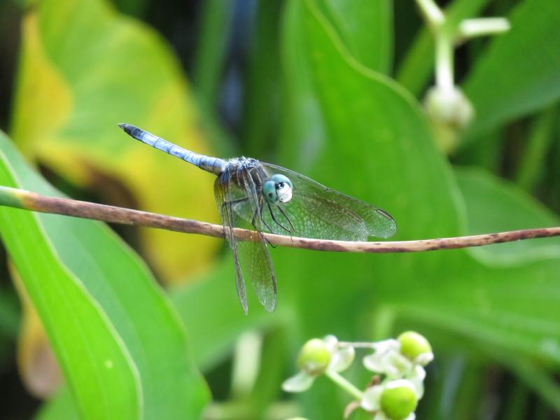 Photo of Blue Dasher