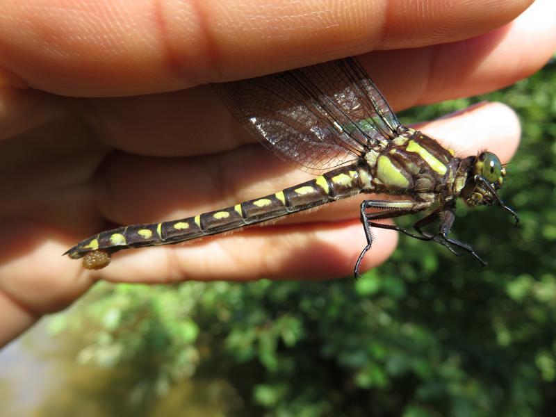 Photo of Zebra Clubtail