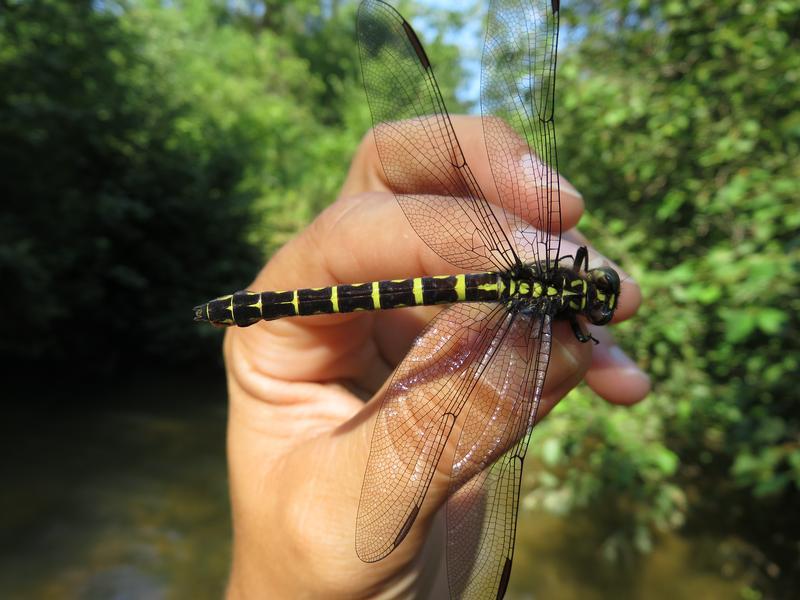 Photo of Zebra Clubtail