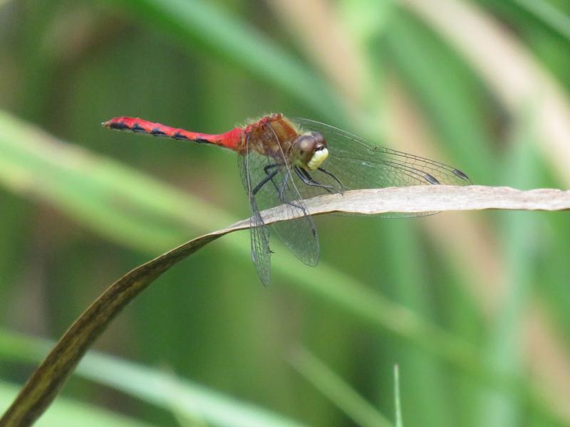 Photo of White-faced Meadowhawk