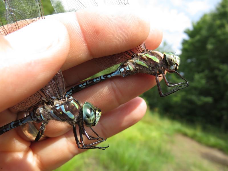 Photo of Canada Darner