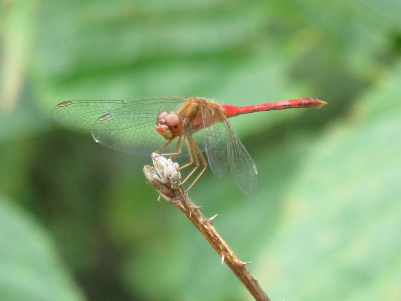 Photo of Autumn Meadowhawk
