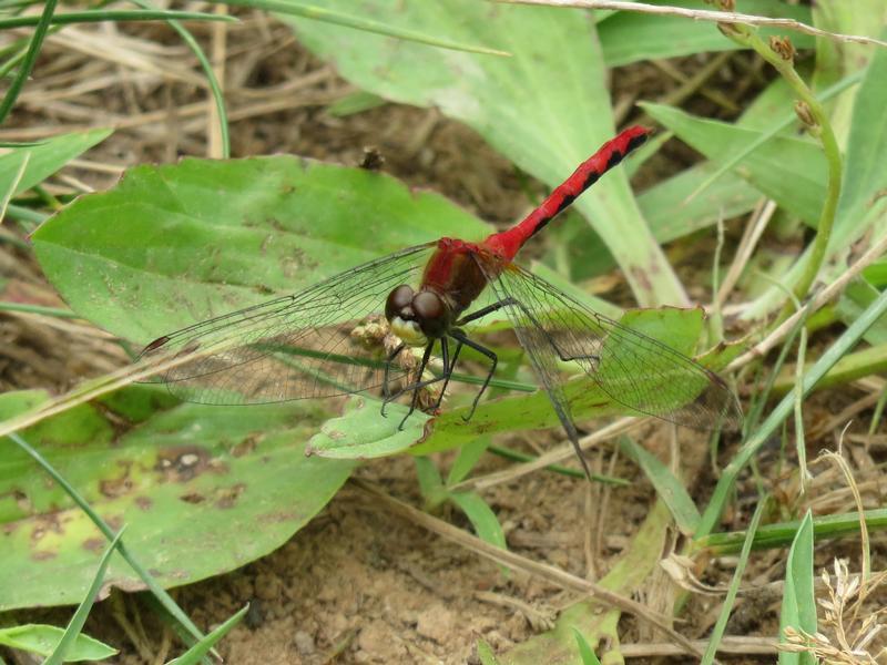 Photo of White-faced Meadowhawk