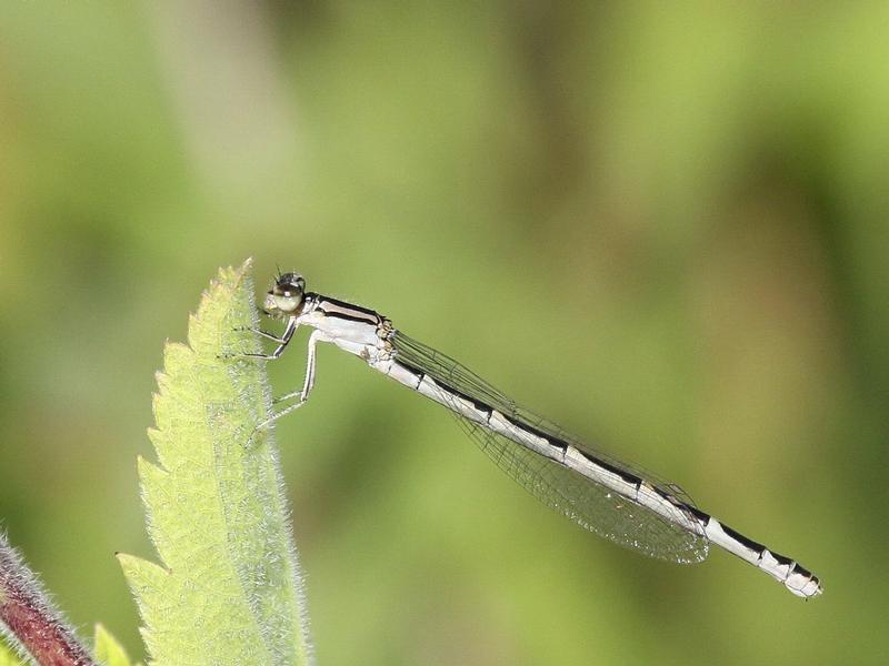 Photo of Tule Bluet