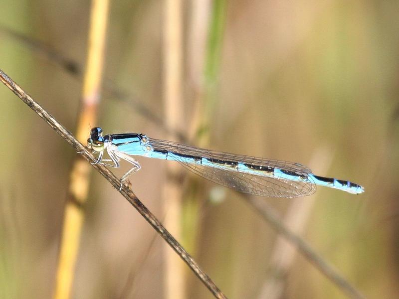 Photo of Tule Bluet