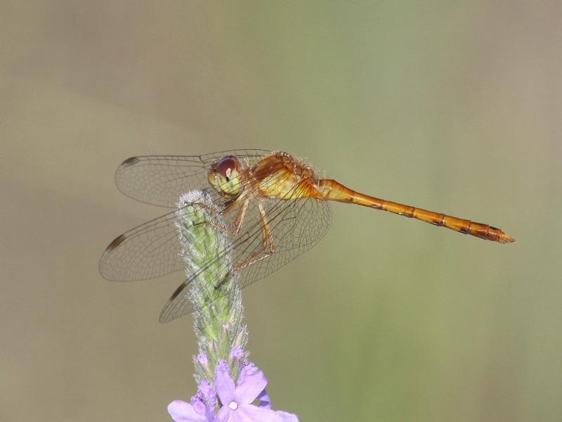 Photo of Autumn Meadowhawk