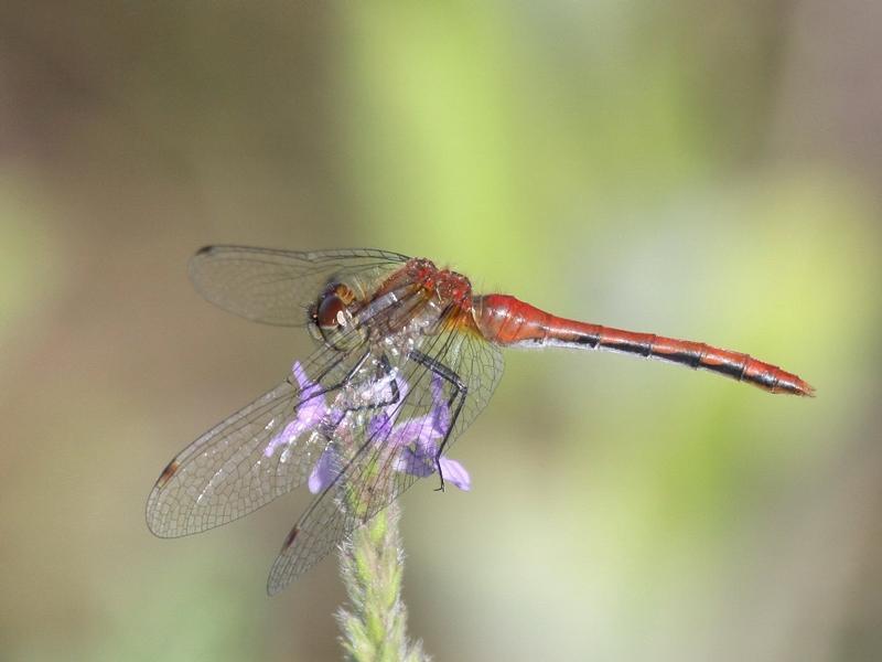 Photo of White-faced Meadowhawk