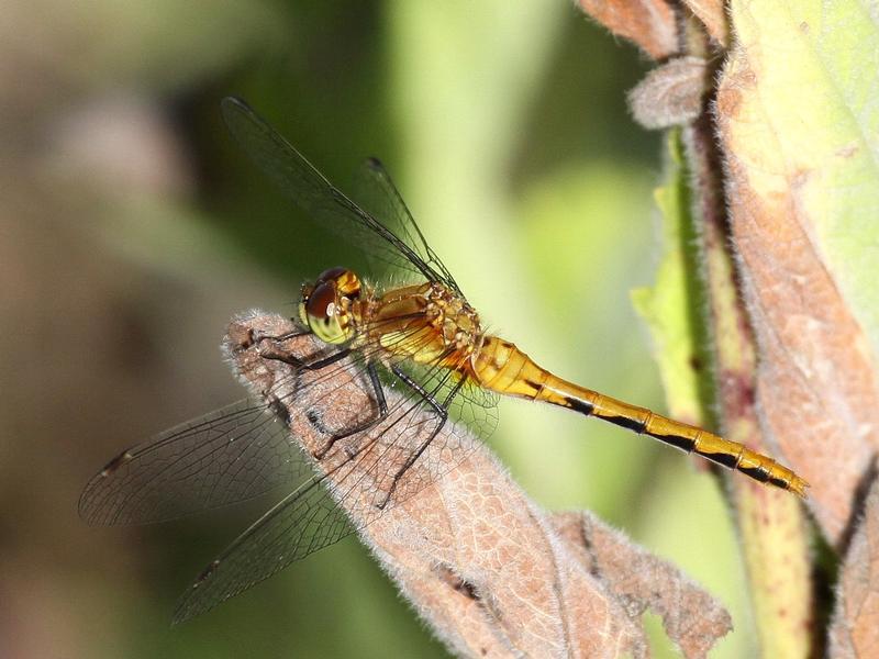 Photo of White-faced Meadowhawk