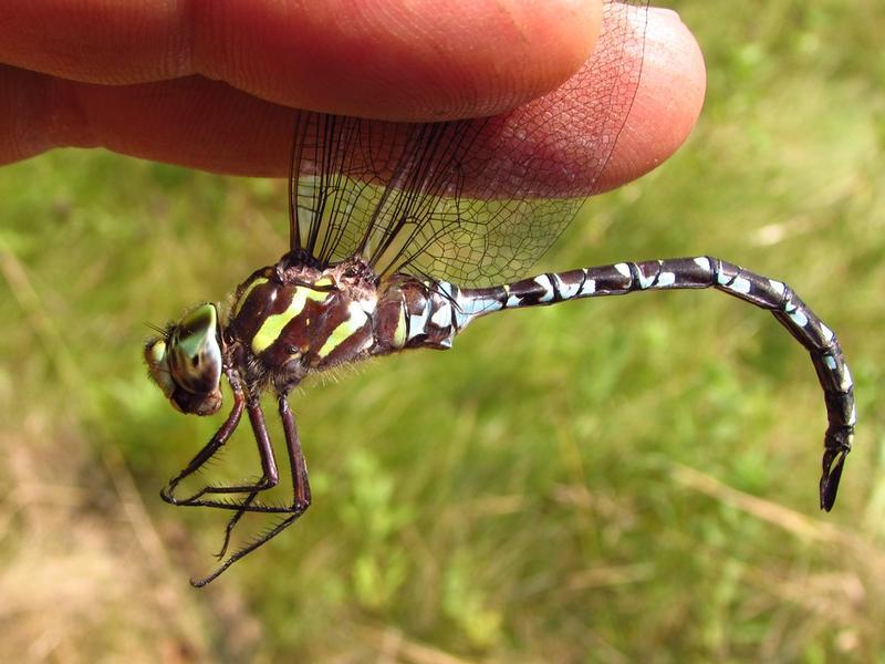 Photo of Green-striped Darner