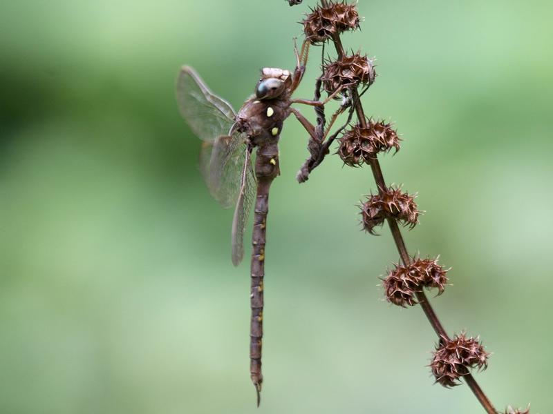 Photo of Fawn Darner