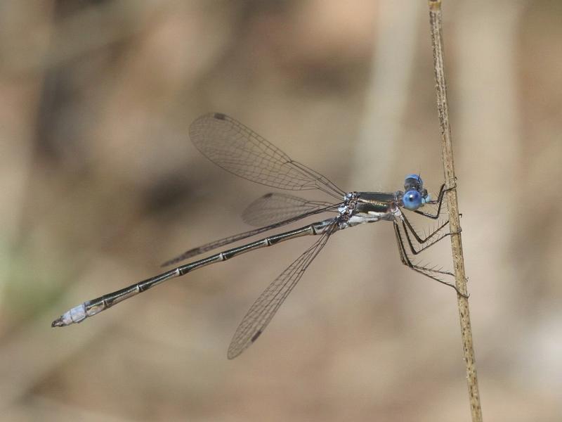Photo of Spotted Spreadwing