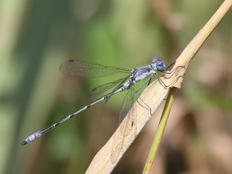 Photo of Sweetflag Spreadwing