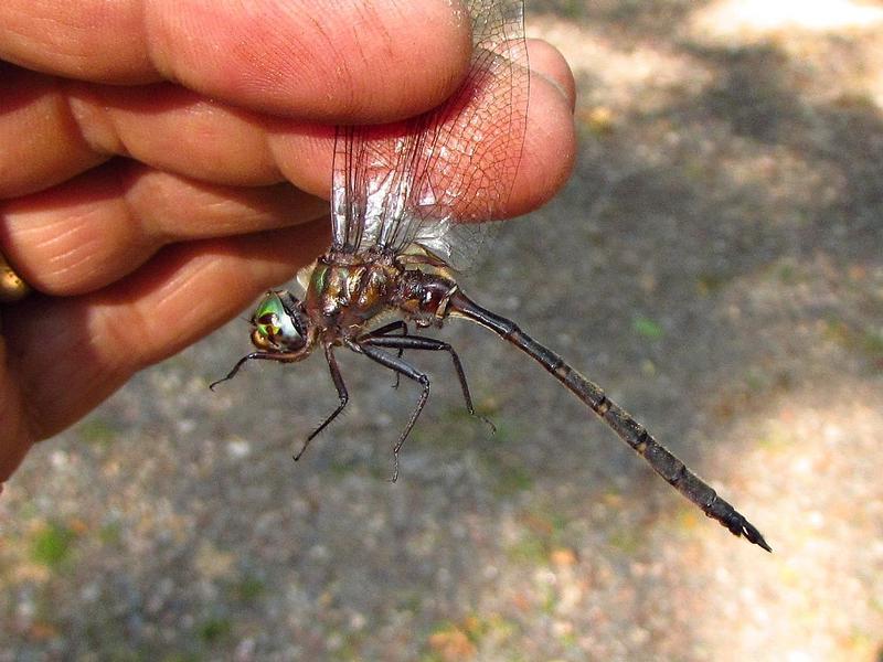 Photo of Incurvate Emerald