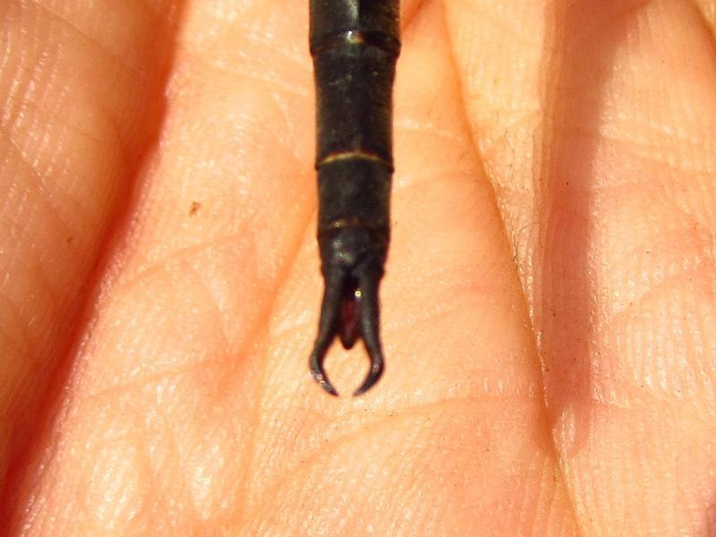 Photo of Incurvate Emerald