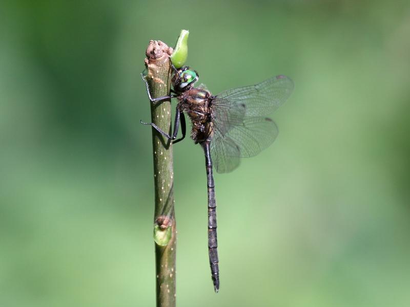 Photo of Incurvate Emerald