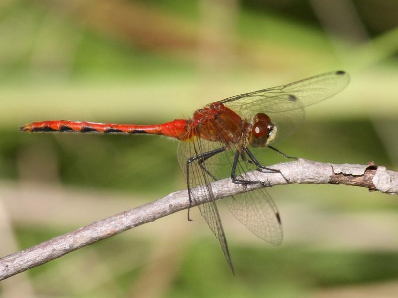 Photo of White-faced Meadowhawk