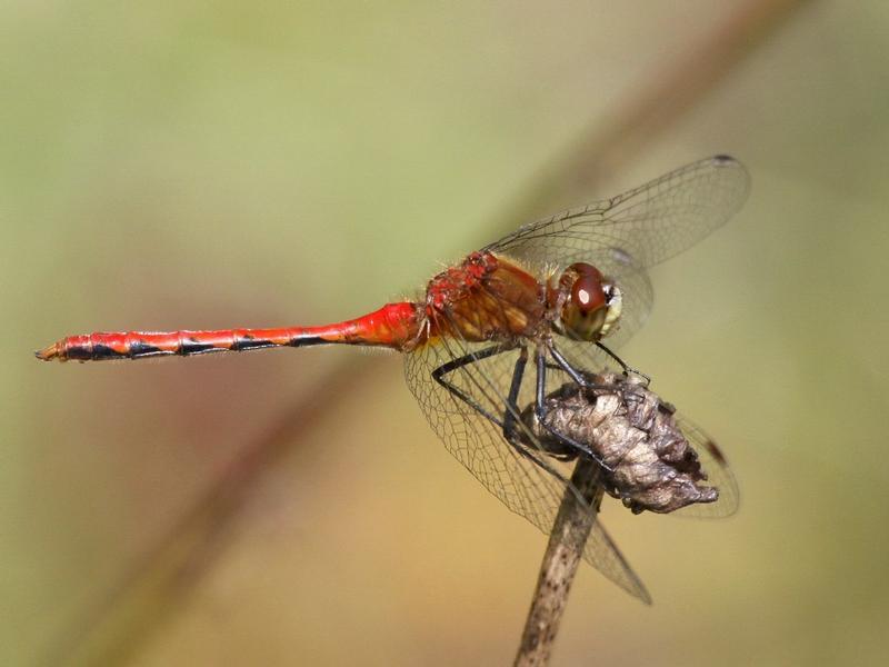 Photo of White-faced Meadowhawk