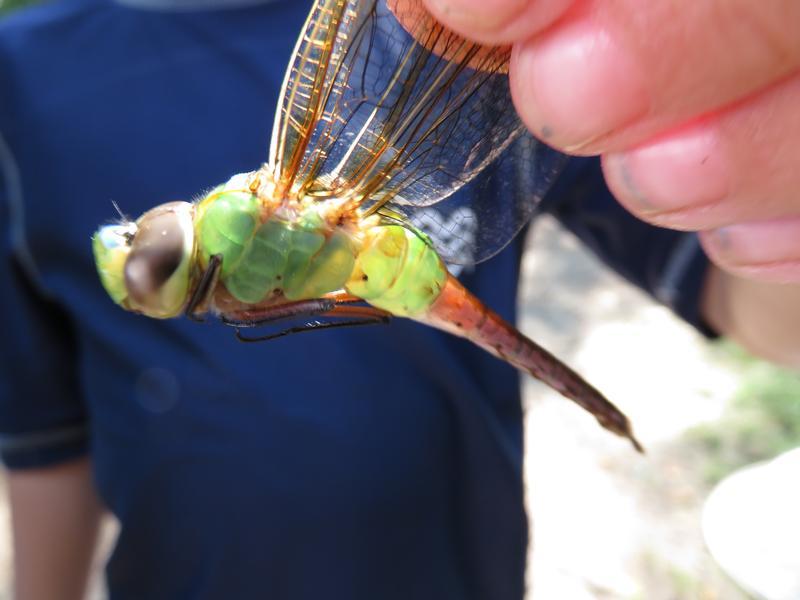 Photo of Common Green Darner