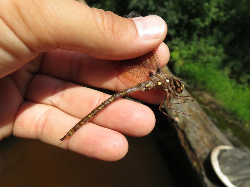 Photo of Fawn Darner