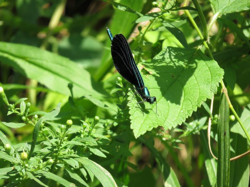 Photo of Ebony Jewelwing