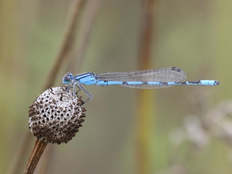 Photo of Familiar Bluet