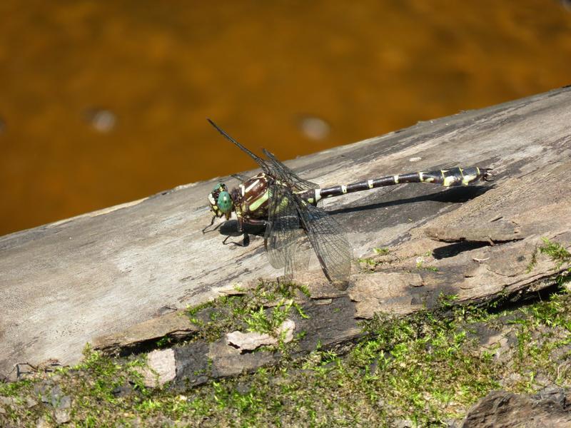 Photo of Zebra Clubtail