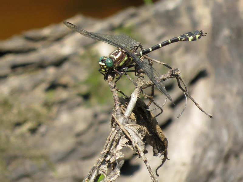 Photo of Zebra Clubtail