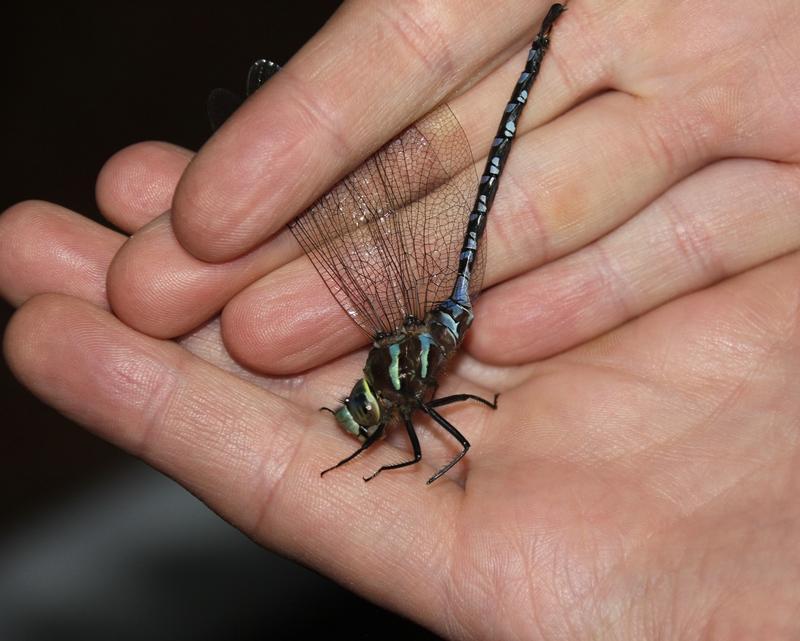 Photo of Lance-tipped Darner