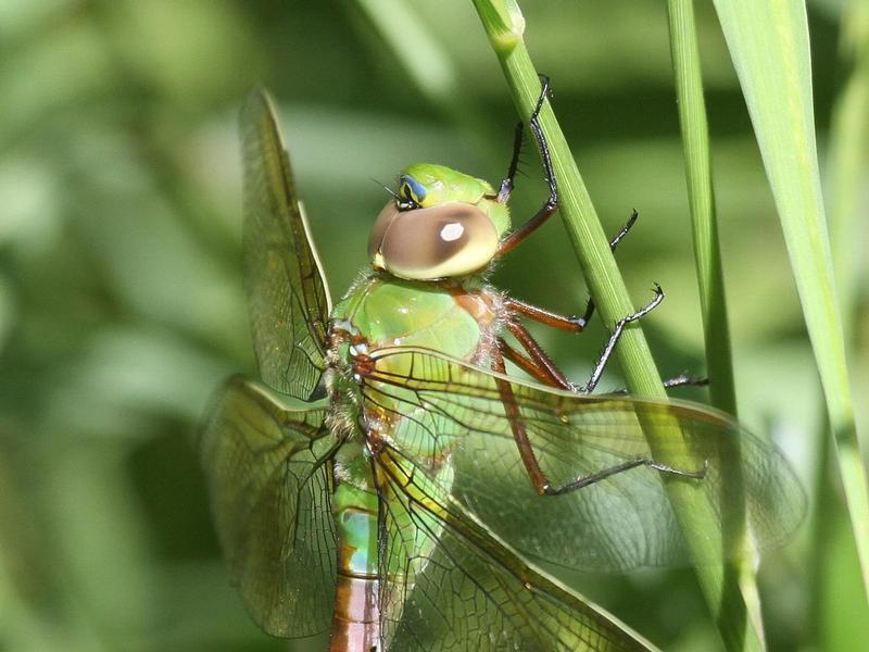 Photo of Common Green Darner