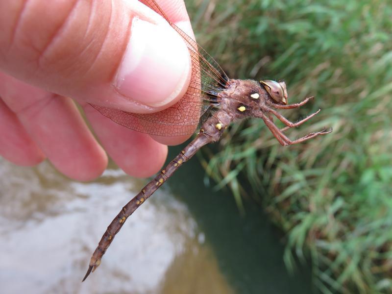 Photo of Fawn Darner