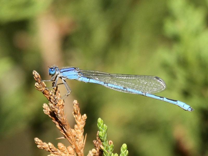 Photo of Familiar Bluet