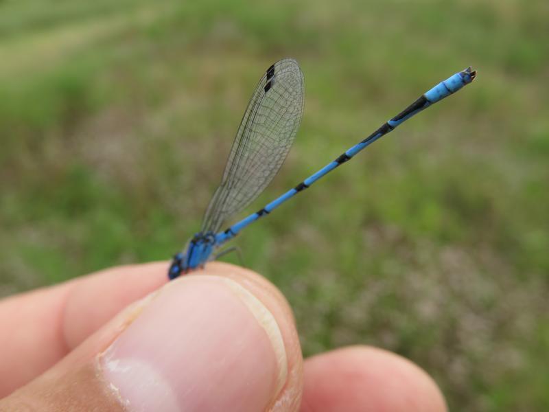 Photo of Familiar Bluet